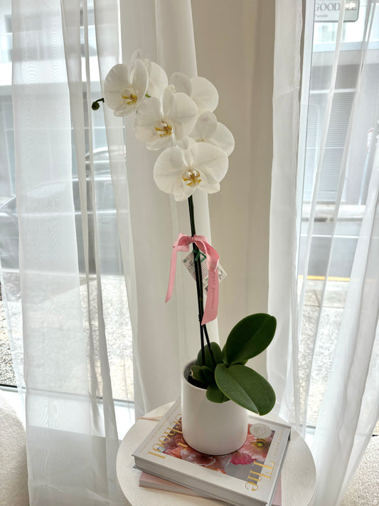 Orchid Plant